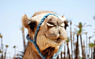 Marrakech Palmerie Camel ride excursion