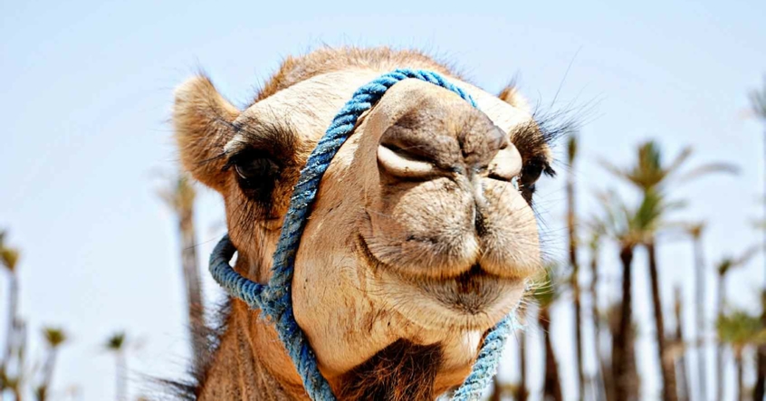 Marrakech Palmerie Camel ride excursion
