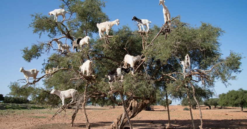 Morocco Desert tour from Casablanca